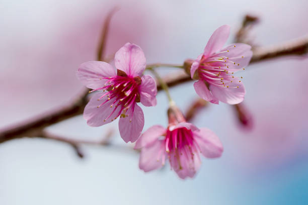 istock Prunus cerasoides are beautiful pink in nature. 1127082739