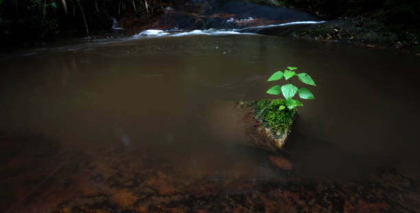 istock Rock in the middle of a small stream with a tree and moss growing 1127082884