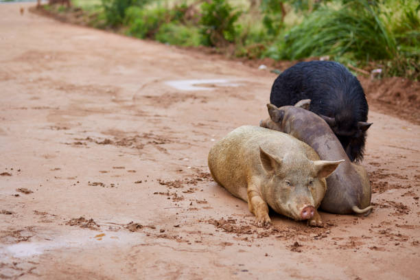 istock Cute pigs family in natural environment 1127083662