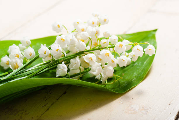 istock Lily of the valley bunch flowers background 1127084007