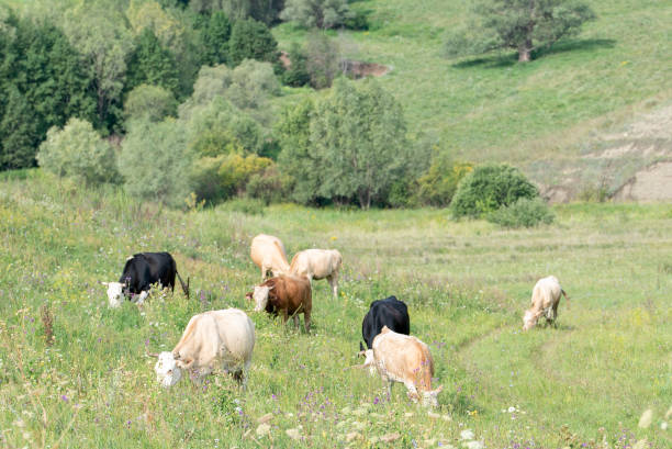 istock A herd of cows eating grass in a green meadow 1127084916