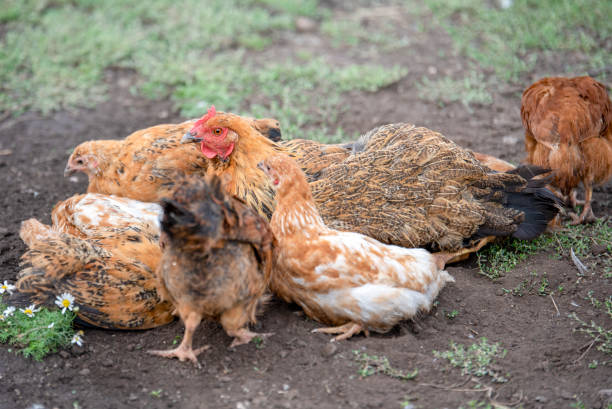 istock Red chicken (mother) with chickens digging in the ground, looking for food, resting, lying 1127085094