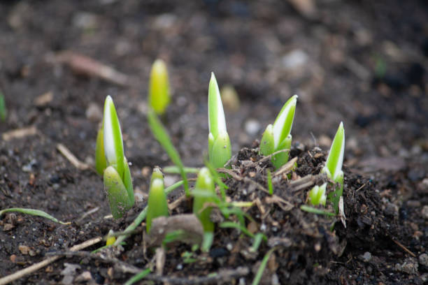 istock First snowdrops of the year 1127086269