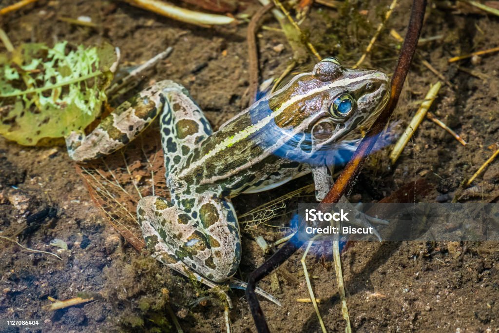 Black-spotted Frog in Shimane A Black-spotted Frog (Pelophylax nigromaculatus) found in a stream in the forest near the Ohkubo Mineshaft of the historic Iwami Silver Mine in Shimane, Japan Amphibian Stock Photo