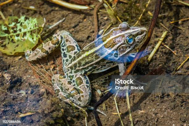 Blackspotted Frog In Shimane Stock Photo - Download Image Now - Amphibian, Anura, Asia