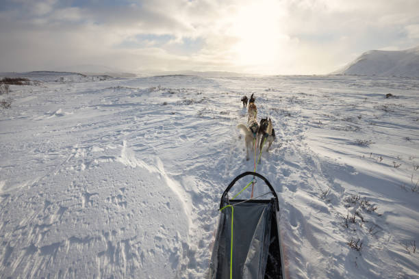 istock Dog sledding in Dovrefjell mountains 1127086620