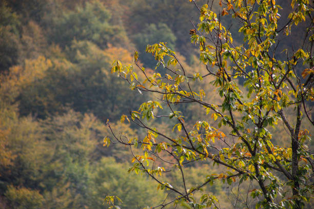 Forest trees in Autumn. Scenery with rays of warm light . Azerbaijan. Selective focus
