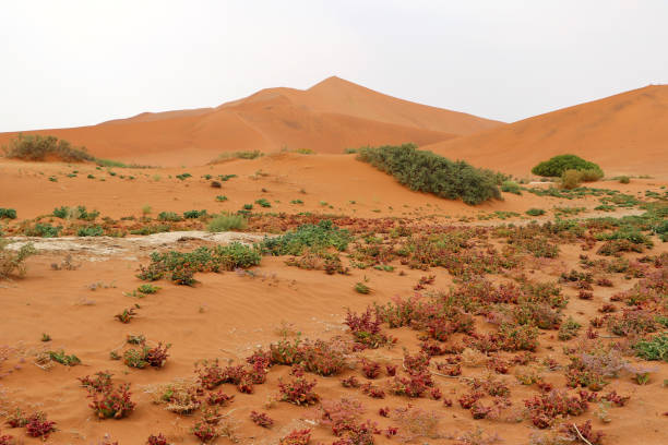 istock Big Daddy sand dune Sossusvlei - Namibia Africa 1127087483