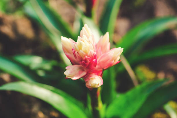 Beautiful pink Guzmania bromelia flower in full bloom. Guzmania is a genus of over 120 species of flowering plants in the family Bromeliaceae,