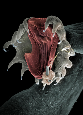 The aquatic parasite Gyrodactylus salaris attaches to fish skin by means of a complex hook and anchor arrangement causing skin damage. SEM, coloured, x840 at 10cm wide.