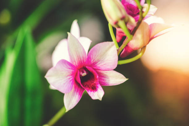 Dendrobium Berry Oda Orchid Purple Dendrobium Berry Oda Orchid Dendrobium stock pictures, royalty-free photos & images