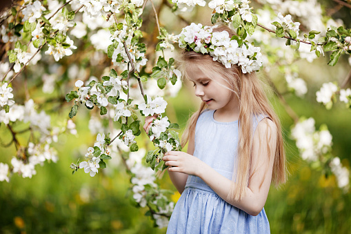 Beautiful young girl in blue dress in the garden with blosoming  apple trees. Cute girl  holding apple-tree branch