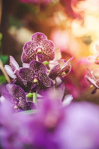 Purple Phalaenopsis Macro shot