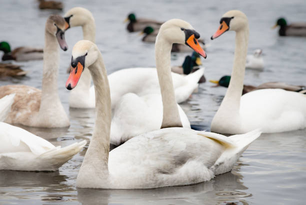 istock Swans and Ducks on the Frozen Dnieper River 1127090064