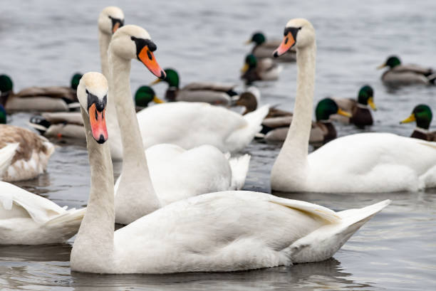 istock Swans and Ducks on the Frozen Dnieper River 1127090079