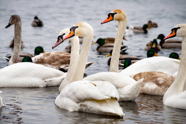 istock Swans and Ducks on the Frozen Dnieper River 1127090088
