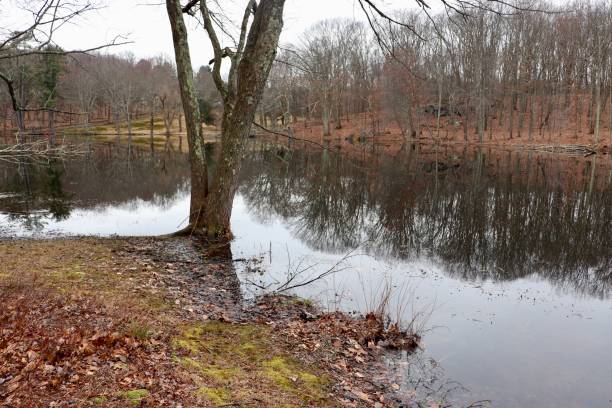 istock Woodland lake in winter 1127090978