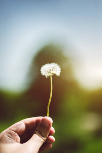 istock Dandelion Among Fingers 1127091026