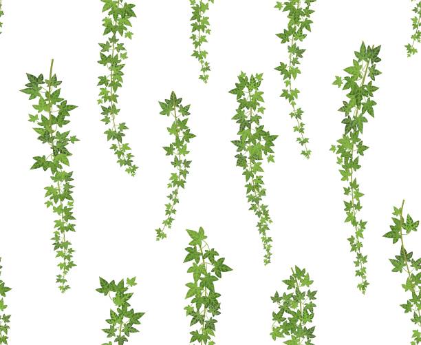 illustrations, cliparts, dessins animés et icônes de lierre vert plante grimpante. plante grimpante, suspendus par le haut du mur. vignes de décoration de jardin de lierre. illustration d’arrière-plan transparente - climbing ivy
