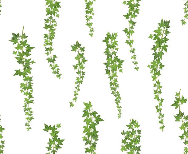 ilustrações, clipart, desenhos animados e ícones de hera trepadeira verde. planta trepadeira pendurado por cima da parede. videiras de hera de decoração do jardim. ilustração de fundo sem emenda - climbing ivy