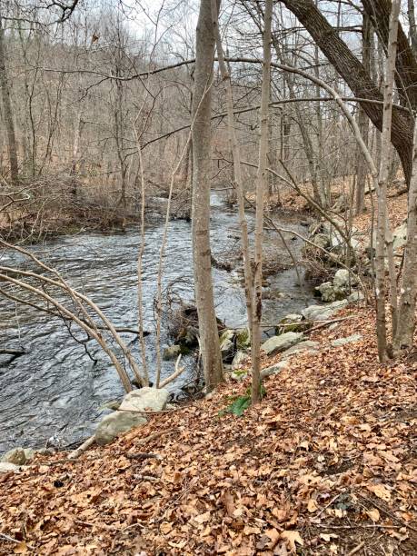 istock River flowing through natural woodland 1127092657