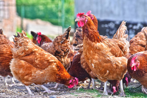 istock Chickens on traditional free range poultry farm 1127092998