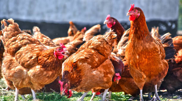 istock Chickens on traditional free range poultry farm 1127093058