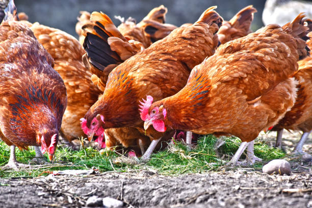 istock Chickens on traditional free range poultry farm 1127093084