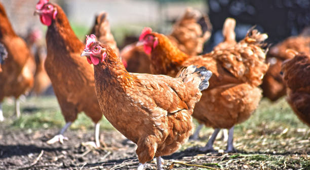 istock Chickens on traditional free range poultry farm 1127093098