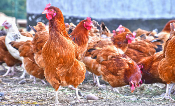 istock Chickens on traditional free range poultry farm 1127093104