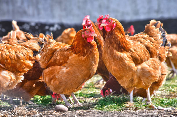 istock Chickens on traditional free range poultry farm 1127093140