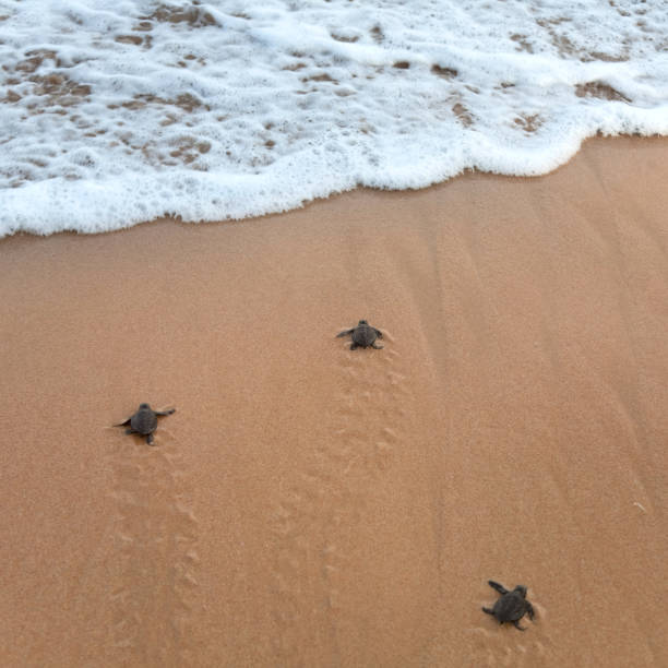 istock Baby turtles making it's way to the ocean 1127094036