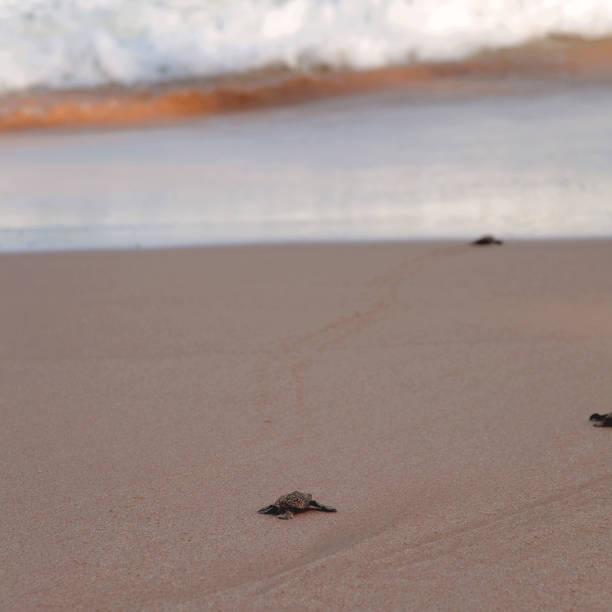 istock Baby turtles making it's way to the ocean 1127094038