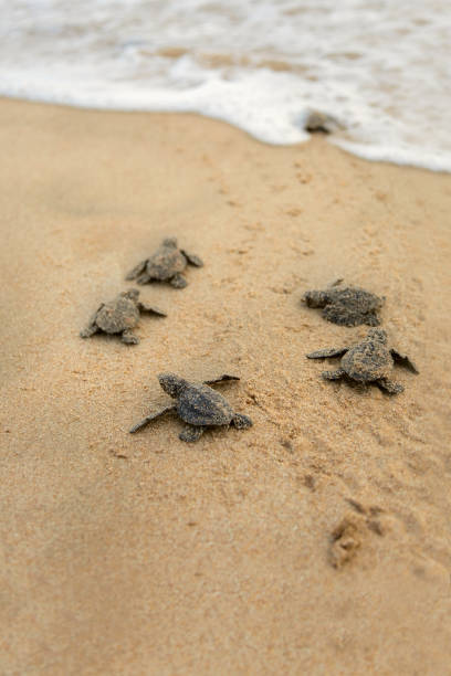 istock Baby turtles making it's way to the ocean 1127094040