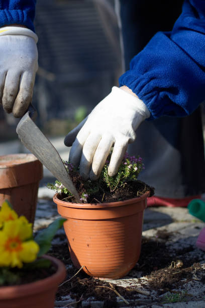 istock Planting spring flowers in pots, heather in garden 1127094336