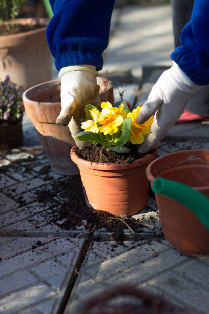 istock Planting spring flowers in pots, primrose in garden 1127094878