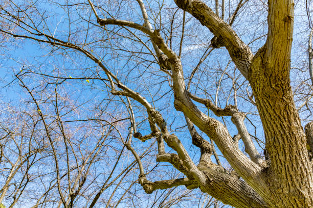 big tree silhouette with naked branches against blue sky with clouds background, branch no leaf in blue sky,