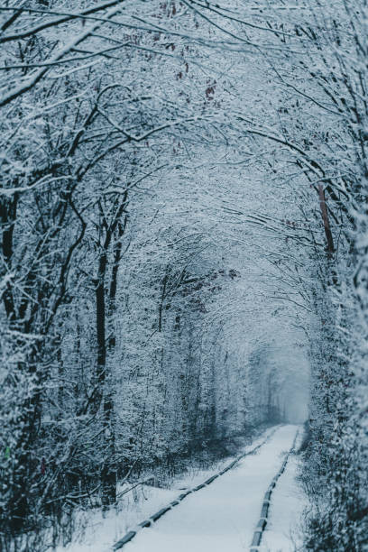 Scenic view of  Tunnel of Love in winter, Ukraine