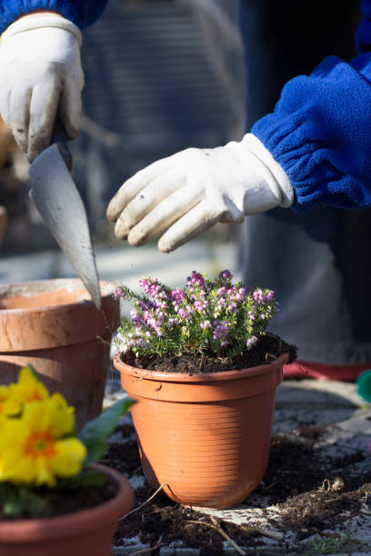 istock planting spring flowers in pots, heather in garden 1127095414