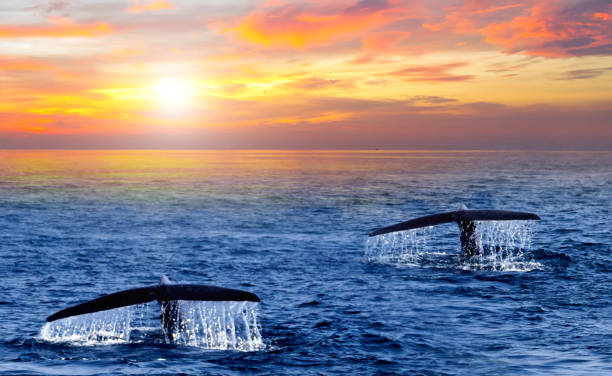 istock Tail Humpback Whale Sunrise Caribbean sea wave 1127095483