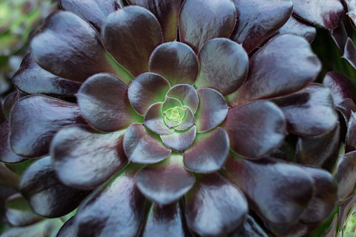 Succulents and cactus in a garden. Echeveria, a stone rose Horizontal photo. Selective focus, close up image of purple succulent Ideal for sites, brochures, magazines, invitations etc