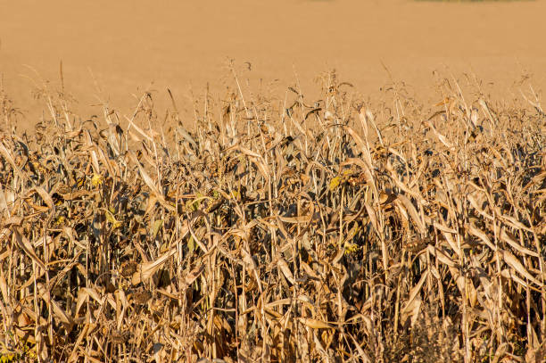 istock End of season field corn ready for harvest. 1127095837