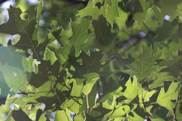 foglie verdi su una quercia al sole a leidschendam, nei paesi bassi - leidschendam foto e immagini stock