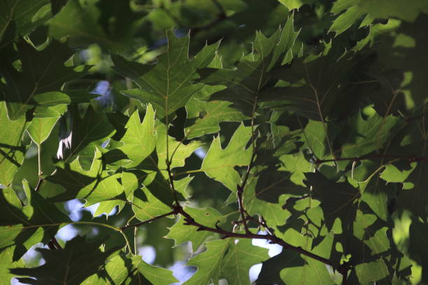 folhas verdes em um carvalho no sol em roterdão, na holanda - leidschendam - fotografias e filmes do acervo