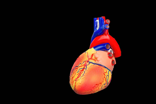 istock Colorful human heart model on black background 1127098885