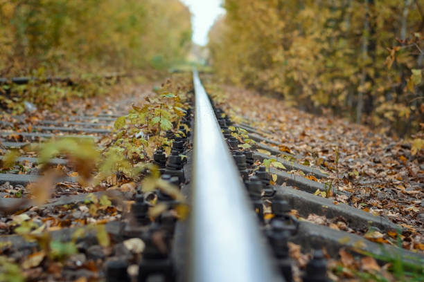 istock railway tracks in the autumn forest 1127101301