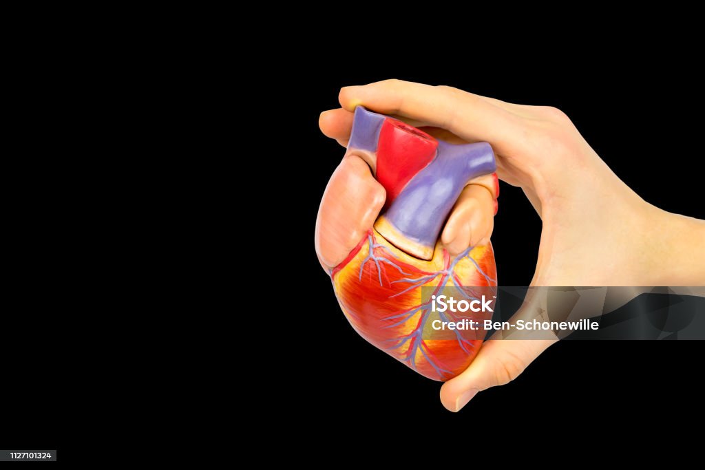 Fingers holding human heart model on black background Male hand holding plastic human heart model isolated on black background. This artificial organ model is used for education in high school to learn students about biology. They learn about the human body and how our heart is built. Our heart functions as a pump for the blood circulation. Anatomy Stock Photo