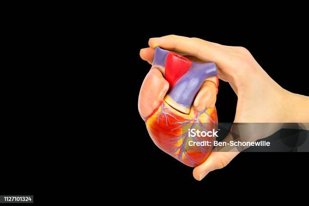 Fingers Holding Human Heart Model On Black Background Stock Photo - Download Image Now