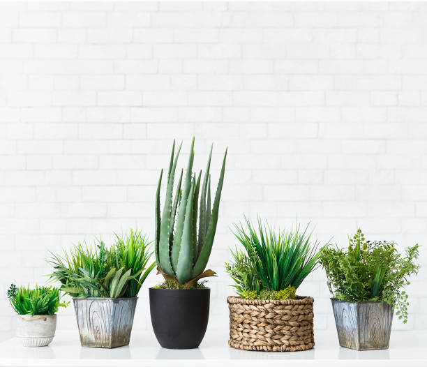 istock Various cactus and succulent plants in pots, free space 1127101364