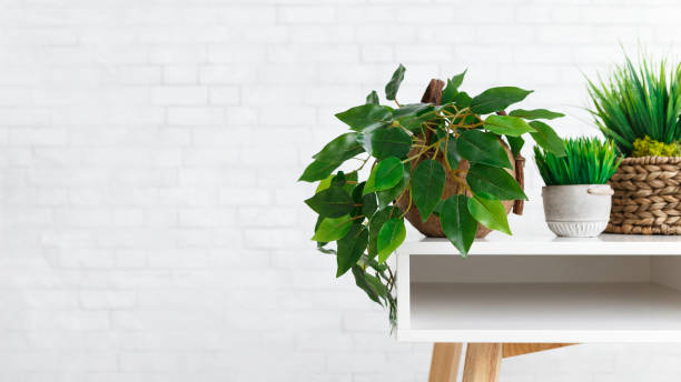 istock Houseplants in different pots on table over white wall 1127101365